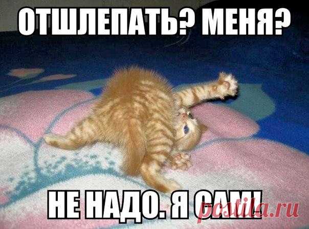 Порция кошачьего позитивчика, которая сделает твой день! Вот это умора!!! :) | Мур ТВ