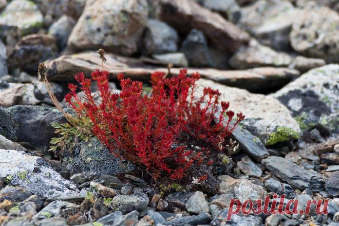 Красная щетка для женщин и мужчин для лечения заболеваний