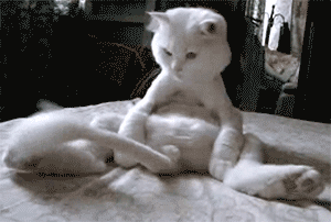 Follow Thingos: Best Funny Cats: 12 Crazy Cats - To Laugh At.