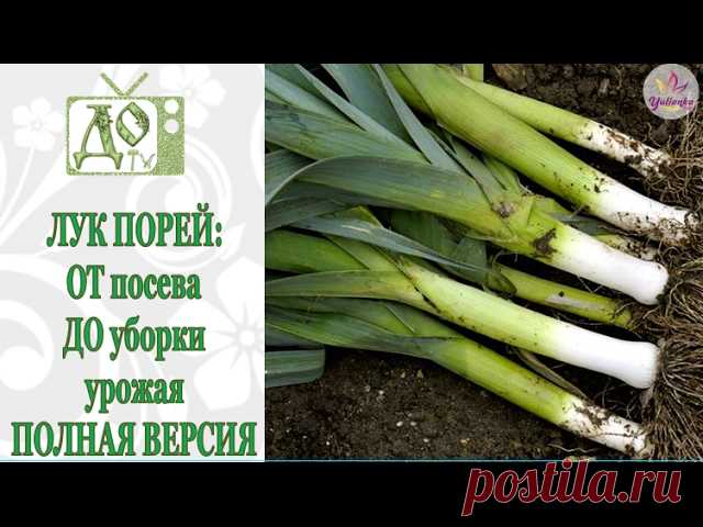 Лук порей выращивание, посадка и уход в открытом грунте Лук порей широко распространен в нашей стране, ведь его выращивание в открытом грунте не составляет труда. Посадка и уход за луком порей практически ничем не отличается от лука батун. Сегодня решил написать заметку о том, как сажать, ухаживать и вообще выращивать лук порей,...
