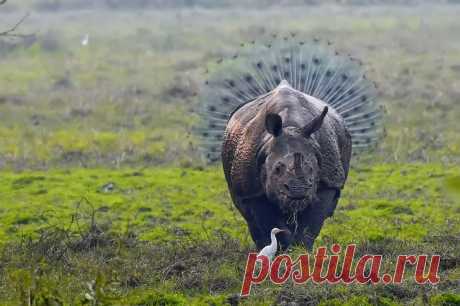 19 лучших фото конкурса самых забавных животных «Comedy Wildlife Photography Awards». | Professionali.ru
