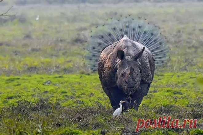 19 лучших фото конкурса самых забавных животных «Comedy Wildlife Photography Awards». | Professionali.ru