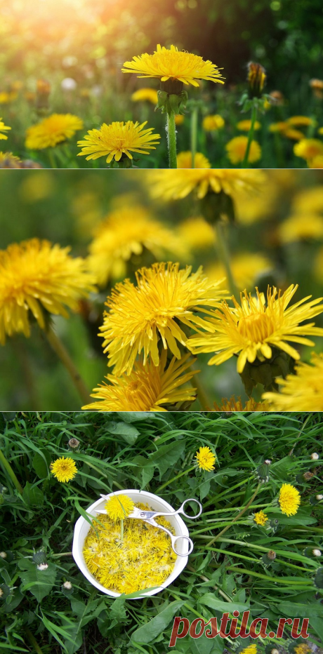 Польза одуванчика