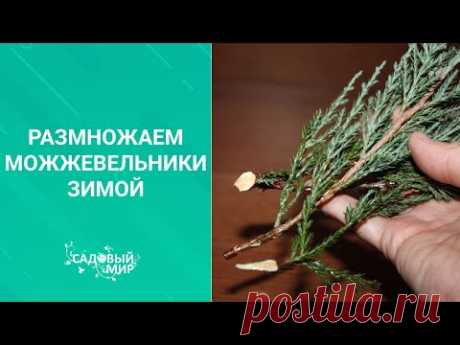 Размножаем можжевельники зимой. Методика зимнего черенкования хвойных растений.