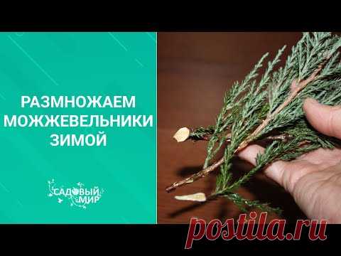 Размножаем можжевельники зимой. Методика зимнего черенкования хвойных растений.