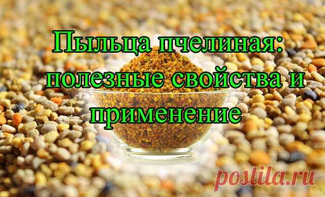 В природе существует огромное количество продуктов, которые сами по себе являются универсальными профилактическими и лечебными средствами. К такой категории даров природы относятся продукты пчеловодства. И одним из интереснейших вариантов в этой серии является пыльца пчелиная, полезные свойства которой просто поражают своим многообразием. Что же это за продукт такой — пчелиная пыльца, — и в чём заключаются её полезные свойства, попробуем разобраться в этой статье.