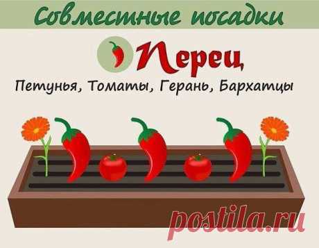 Анна Патренкова