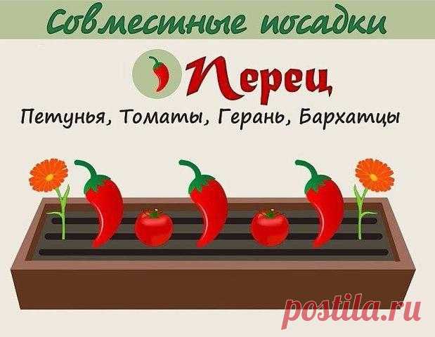 Анна Патренкова