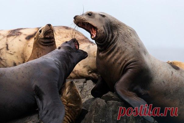 «Это Спарта-а-а-а!» Разборка сивучей в Авачинской бухте, Камчатка. Фотограф – Дарья Спирина: nat-geo.ru/photo/user/116494/