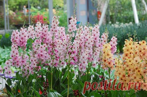 Вербаскум - Садоводка