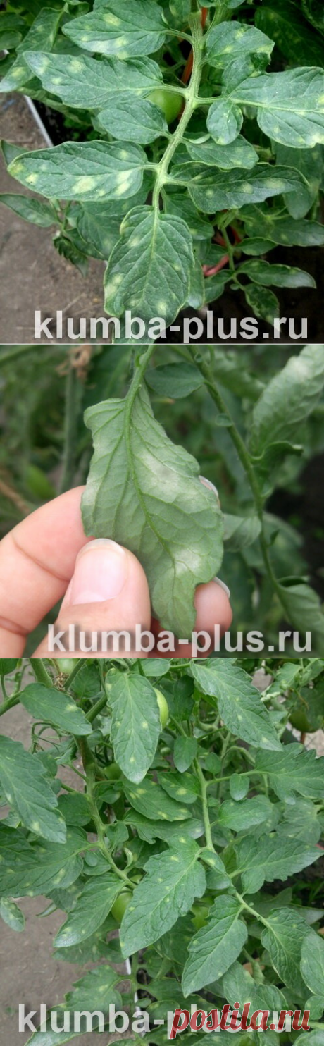 Жёлтые пятна на листьях томатов - что за болезнь, как её лечить? | Klumba-plus.ru | Яндекс Дзен