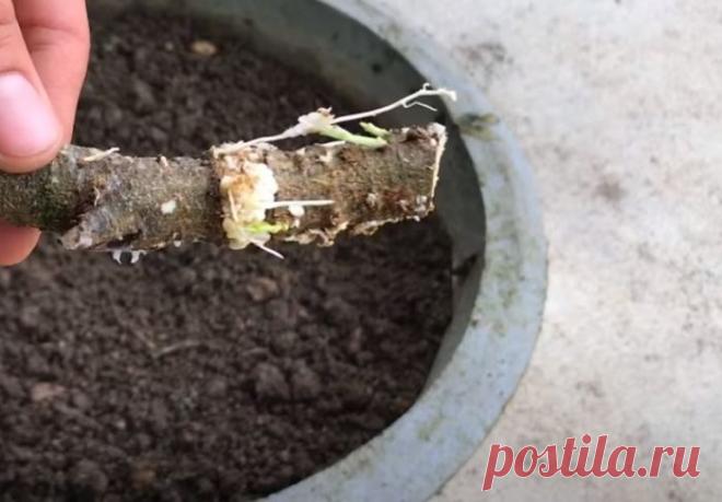 Как сформировать саженец любого дерева при помощи туалетной бумаги