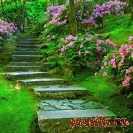 Настойки лечебных трав для очищения сосудов.    Для выведения «плохого» холестерина из организма используются ягоды  калины и рябины, плоды шиповника, настой и отвар овса, настой сушеницы  топяной, корни и надземная часть подсолнечника, корни и листья  одуванчика.       Настои и настойки лекарственных трав, применяемые для выведения  холестери...