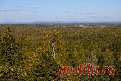 Российский ребенок пережил сутки в глухой тайге и сохранил сюрприз для матери. В Архангельской области 13-летний мальчик пережил сутки в глухой тайге и сохранил сюрприз для матери. Он пропал во время похода в тайгу с отцом и дедушкой. 56 человек искали ребенка сутки, и нашли стоящим на лесной дороге — в руках он сжимал корзинку с грибами. Ее он не выпускал даже когда спасатели отогревали его.