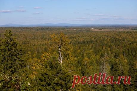 Российский ребенок пережил сутки в глухой тайге и сохранил сюрприз для матери. В Архангельской области 13-летний мальчик пережил сутки в глухой тайге и сохранил сюрприз для матери. Он пропал во время похода в тайгу с отцом и дедушкой. 56 человек искали ребенка сутки, и нашли стоящим на лесной дороге — в руках он сжимал корзинку с грибами. Ее он не выпускал даже когда спасатели отогревали его.