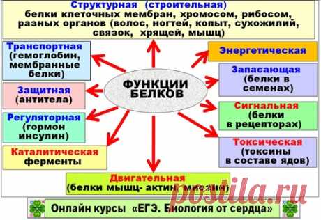 ФУНКЦИИ И СВОЙСТВА БЕЛКОВ! НА ЕГЭ В 1 ЧАСТИ БЫВАЮТ ЗАДАНИЯ НА СОПОСТАВЛЕНИЕ С НАЗВАНИЯМИ КОНКРЕТНЫХ БЕЛКОВ И ИХ ФУНКЦИЯМИ