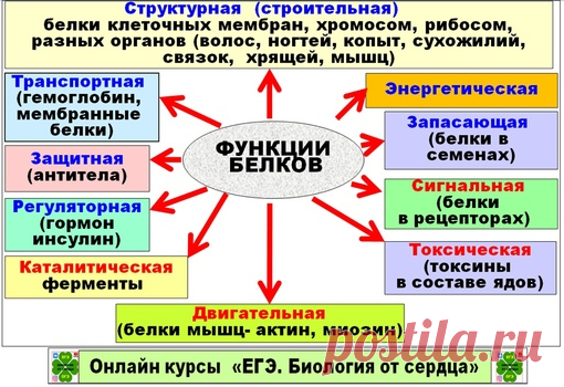 ФУНКЦИИ И СВОЙСТВА БЕЛКОВ! НА ЕГЭ В 1 ЧАСТИ БЫВАЮТ ЗАДАНИЯ НА СОПОСТАВЛЕНИЕ С НАЗВАНИЯМИ КОНКРЕТНЫХ БЕЛКОВ И ИХ ФУНКЦИЯМИ