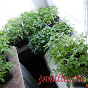 ПРАВИЛА УХОДА ЗА РАССАДОЙ.