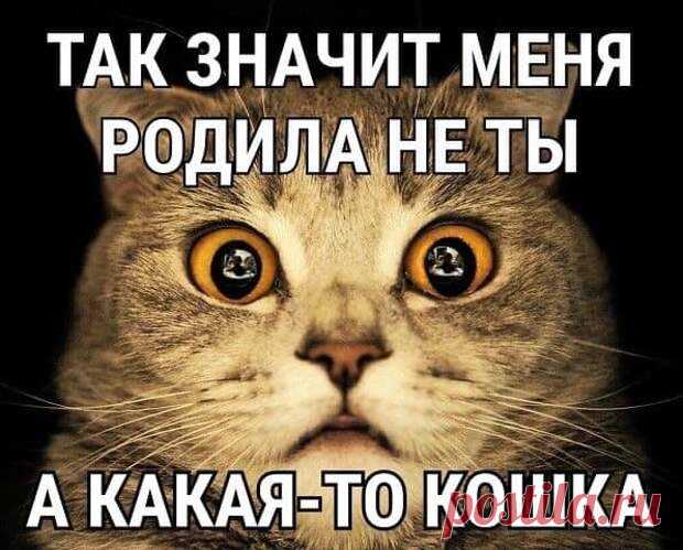 Читаю гороскоп: «Вас кто-то сильно любит, но боится признаться в своих чувствах». КОТ, ТЫ? - РЖАКА - медиаплатформа МирТесен — Где была? — Спросил подводный царь золотую рыбку.— Рыбака поймала.— Загадал желание?— Нет. Пошёл со своей старухой советоваться.— Если красивая, сделай её владычицей морскою.— Нет, — ответила рыбка. — Мама сказала, баб к тебе не водить. С появлением компьютерных игр мужчинам стало намного проще