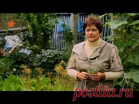 Паутинный клещ на комнатных растениях