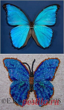 Морфо Дидиус тканый