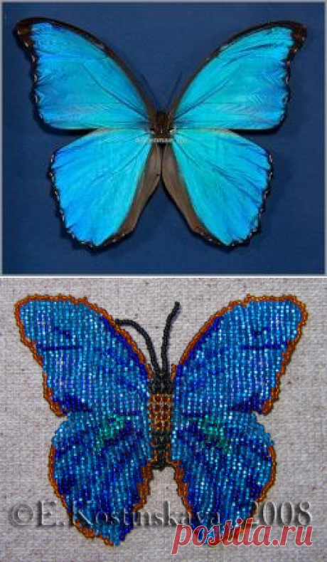 Морфо Дидиус тканый