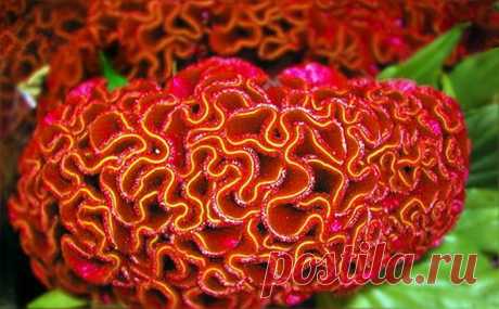 ЦВЕТОК ***ЦЕЛОЗИЯ*** Для Вас, дорогие!!!