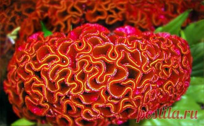 ЦВЕТОК ***ЦЕЛОЗИЯ*** Для Вас, дорогие!!!