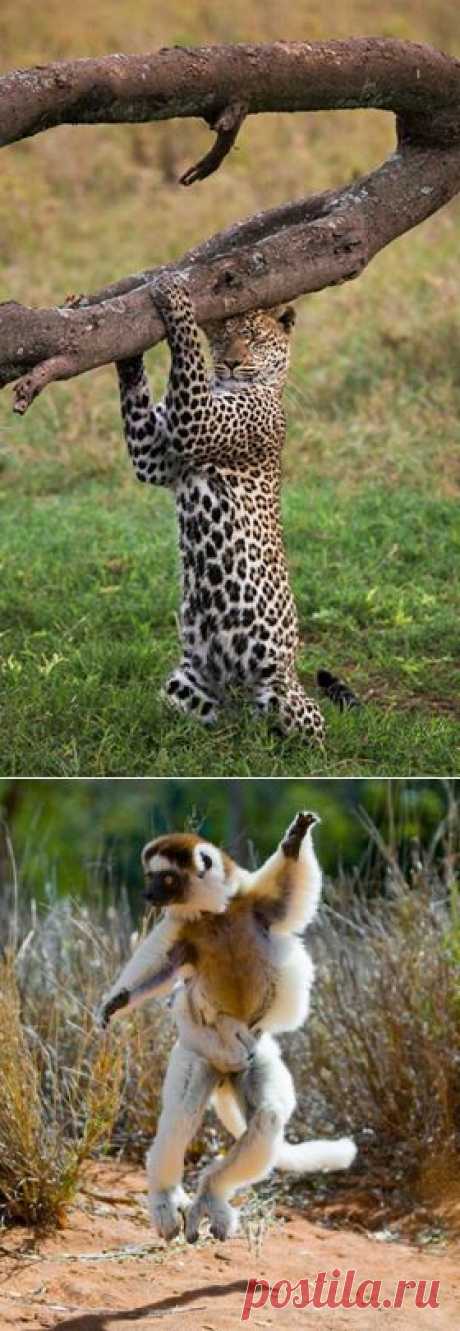 «Утренняя гимнастика». Автор фото: Андрей Гудков... - National Geographic Россия