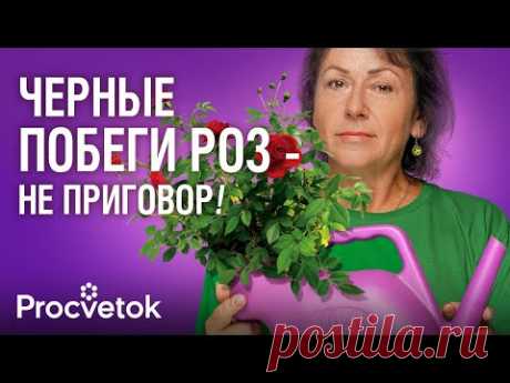 НЕ ВЗДУМАЙТЕ ВЫКОПАТЬ! Даже черные розы можно спасти, если полить их этим коктейлем