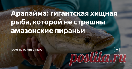 Арапайма: гигантская хищная рыба, которой не страшны амазонские пираньи Как самая большая река в мире, Амазонка известна своим уникальным биоразнообразием.  Здесь вы встретите не только прожорливых пираний, но также электрических угрей, речных дельфинов и, конечно, гигантскую арапайму. При длине до 2-3 метров и массе тела до 200 кг арапайма (или арапаима) является одной из крупнейших пресноводных рыб в мире. Ее предки появились еще около 187 млн лет назад — в раннем юрском...