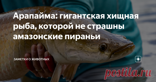 Арапайма: гигантская хищная рыба, которой не страшны амазонские пираньи Как самая большая река в мире, Амазонка известна своим уникальным биоразнообразием.  Здесь вы встретите не только прожорливых пираний, но также электрических угрей, речных дельфинов и, конечно, гигантскую арапайму. При длине до 2-3 метров и массе тела до 200 кг арапайма (или арапаима) является одной из крупнейших пресноводных рыб в мире. Ее предки появились еще около 187 млн лет назад — в раннем юрском...