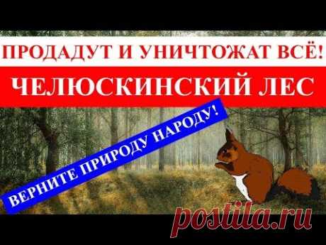 Челюскинский лес для жителей, а не для наживы!