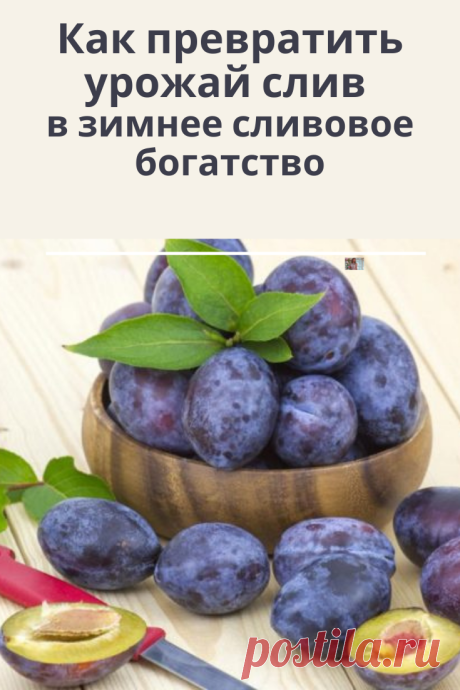 Итак, что же можно сделать с урожаем слив?
