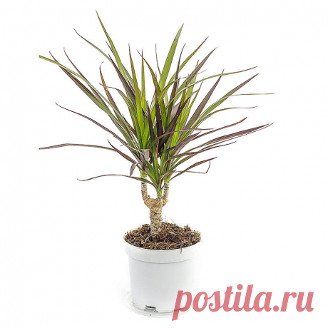 Уход за драценой окаймленной в домашних условиях — FloweryVale.ru