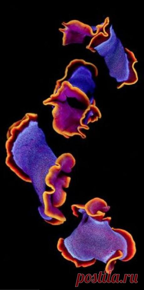 Dance--marine flatworm