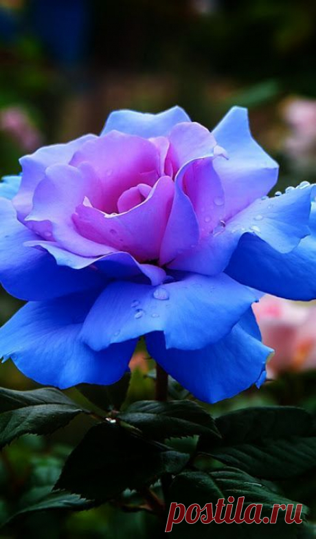 ~Beautiful Rose~ | Flowers,garden and trees