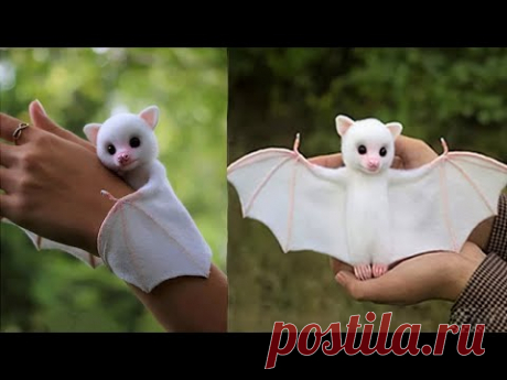 Самые Милые Экзотические Животные, Которые вы Захотите Завести