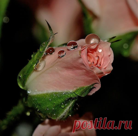 розы