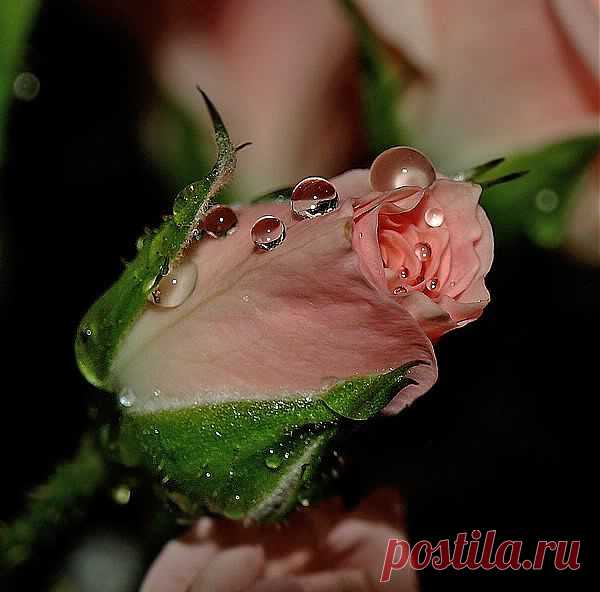 розы