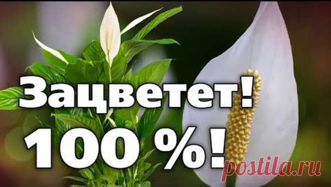 Если спатифиллум зацветет, его хозяйка достигнет гармонии и счастья