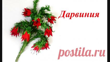 Как сделать ДАРВИНИЮ из фоамирана #своимируками + шаблончики. Видео МК от Семановой Елены и Тарасовой Наталии. Больше видео по хештегу #цветыизфоамирана@foam_tamara_ptushko. Смотрите и Творите красоту с удовольствием! Жми ! Сохрани к себе на стену! Пригодится! 
#дарвиния #дарвинияизфоамирана #фоамиран #handmade #видеомастеркласс@foam_tamara_ptushko #энергодар