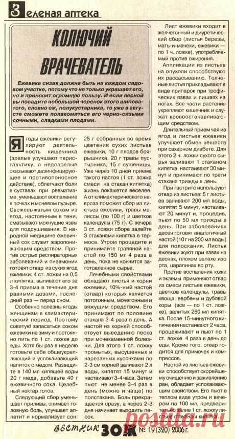 Ежевика- колючий врачеватель