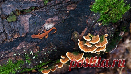 Фото ящериц