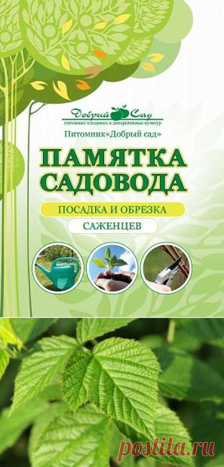 Статьи о растениях и садах