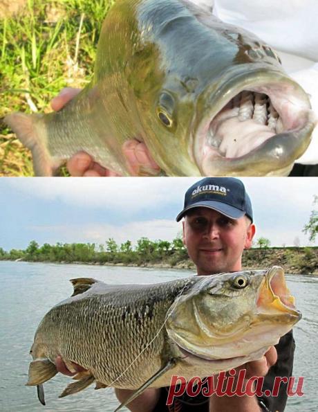 Ловля жереха на бомбарду. Видео