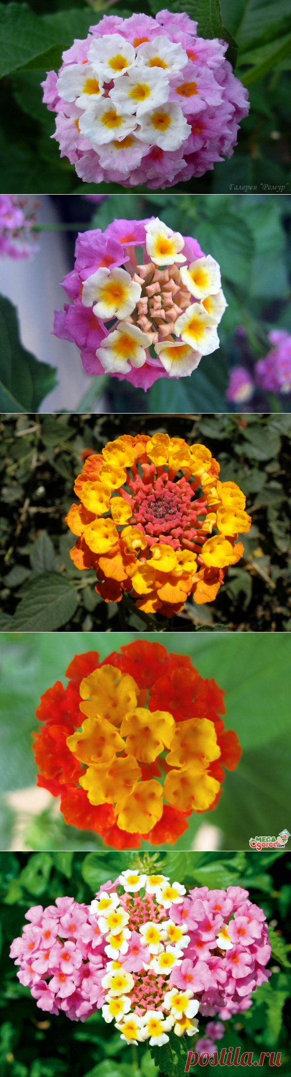 Лантана: пестрый и яркий цветок-фейерверк