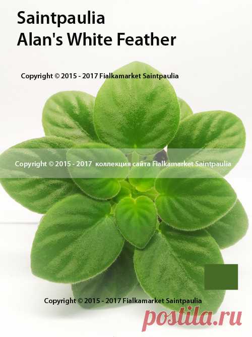 Селекция A.Murphy
Alan's White Feather 
Эланс Уайт Феве - (с анг. белое перышко)