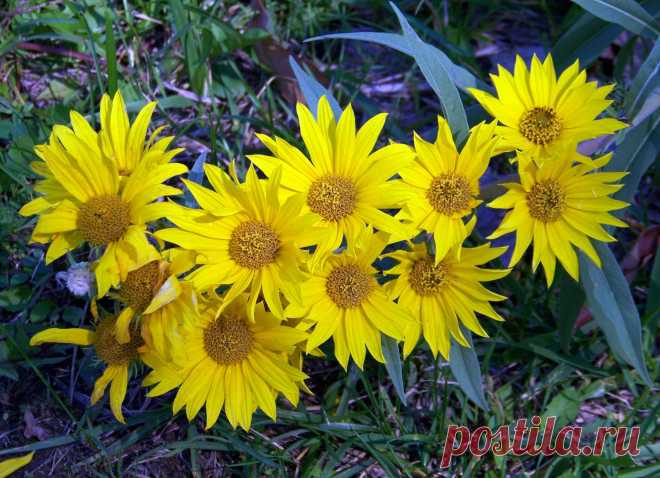 Yellow Flowers  Free Stock Photo HD - Public Domain Pictures