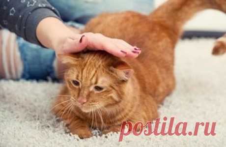 Как правильно гладить кошку: где можно и нельзя гладить кота